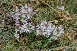 Pedicularis cheilanthifolia