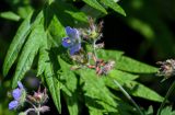 Geranium erianthum. Отцветающее соцветие на фоне листьев Artemisia. Сахалин, гор. округ Долинский, мыс Острый, приморский луг. 13.08.2023.