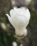 Magnolia denudata