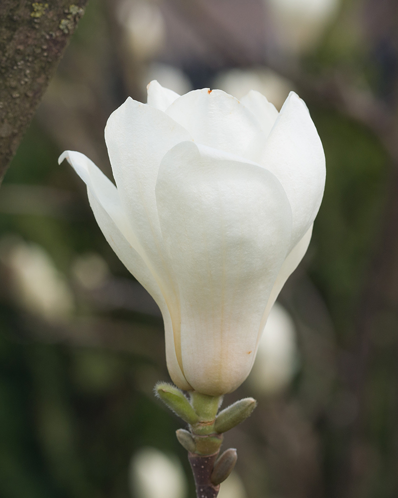 Image of Magnolia denudata specimen.
