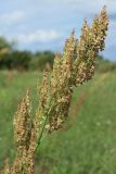 Rumex thyrsiflorus. Верхушка общего соплодия. Беларусь, Витебская обл., окр. пос. Езерище, выкашиваемый суходольный луг. 03.08.2023.