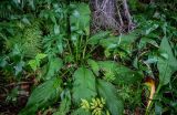 Lysichiton camtschatcensis