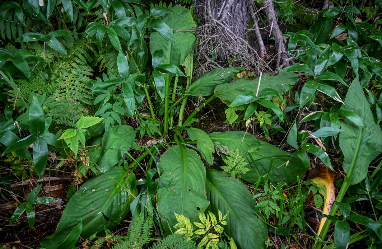 Image of Lysichiton camtschatcensis specimen.