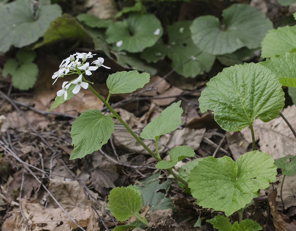 Изображение особи Pachyphragma macrophyllum.