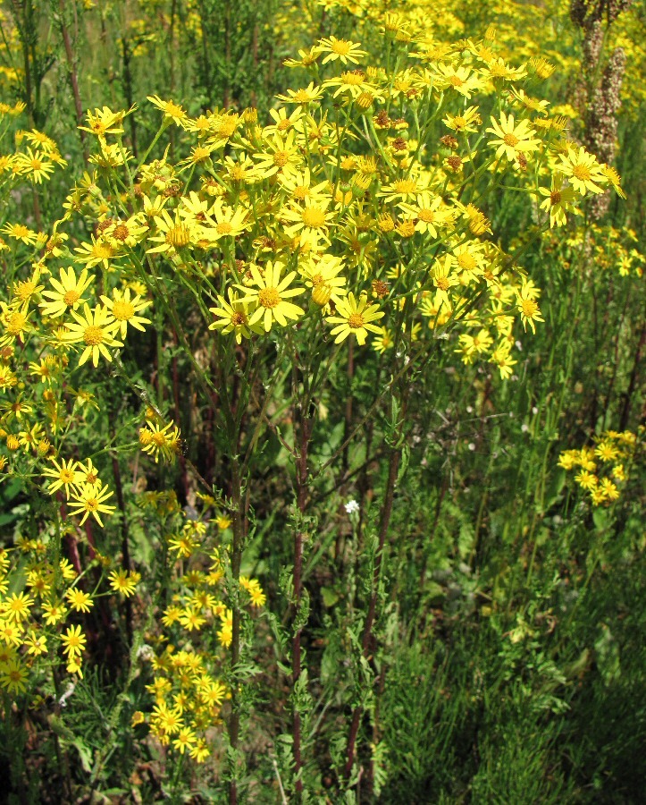 Изображение особи Senecio jacobaea.