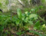 genus Rumex