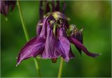 Aquilegia vulgaris