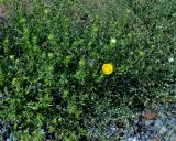 Grindelia squarrosa
