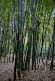 Phyllostachys pubescens