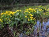 Caltha palustris