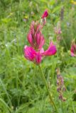 Onobrychis biebersteinii
