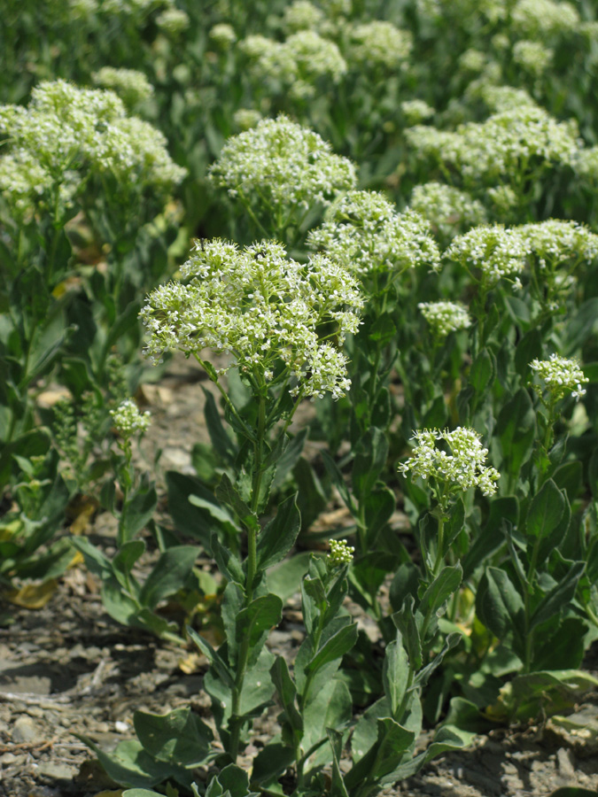 Изображение особи Cardaria draba.