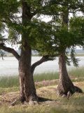 Larix gmelinii. Нижние части стволов и ветви старых деревьев. Читинская обл., 70 км С-З Читы, берег оз. Большой Ундугун. 9 августа 2006 г.