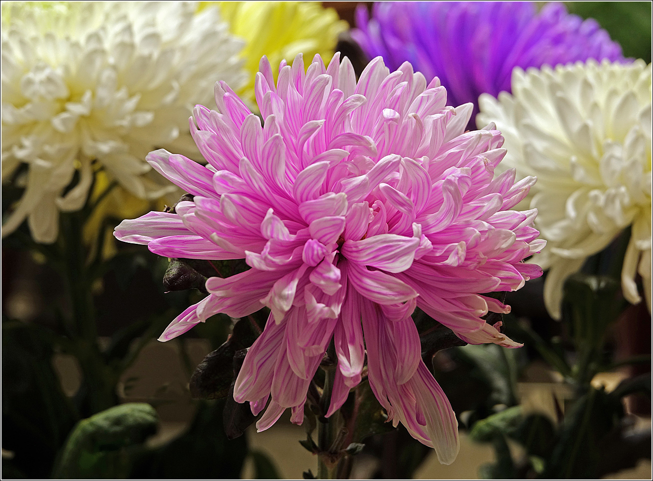 Изображение особи Chrysanthemum indicum.