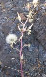 род Lactuca