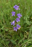 Campanula rapunculoides