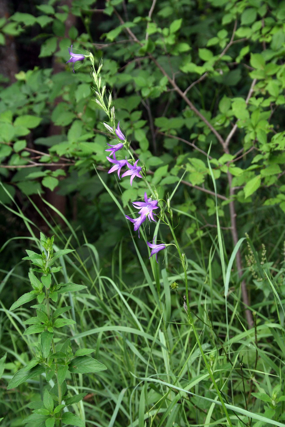 Изображение особи Campanula rapunculus.