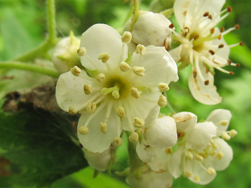 Изображение особи Sorbus torminalis.