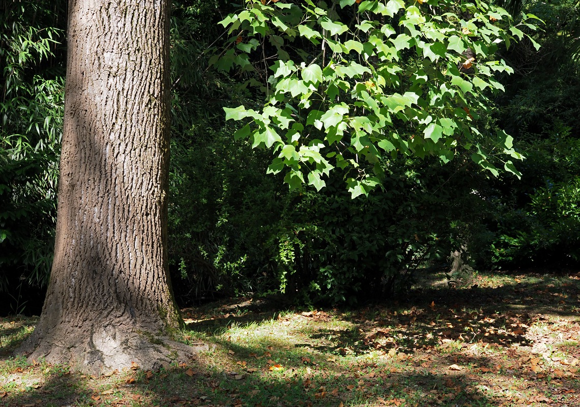 Изображение особи Liriodendron tulipifera.