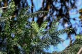 Taxus baccata. Верхушка ветви (вид снизу). Краснодарский край, Сочи, Хостинский р-н, ущ. р. Хоста, Тисово-самшитовая роща, смешанный лес. 10.03.2025.