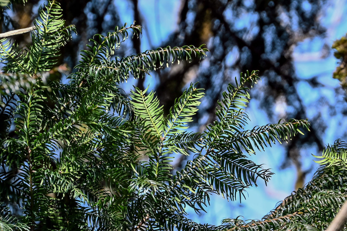 Изображение особи Taxus baccata.