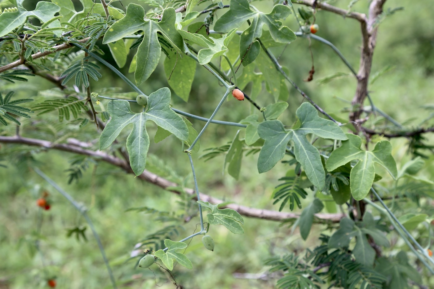 Image of Corallocarpus bainesii specimen.