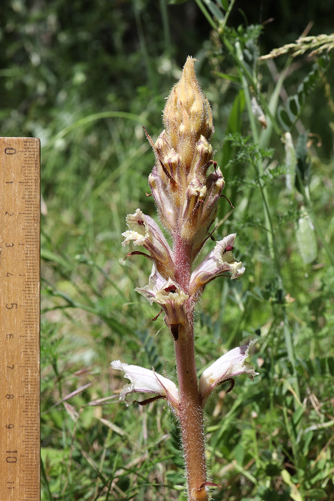 Image of Orobanche callieri specimen.
