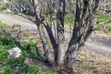 Salix caprea