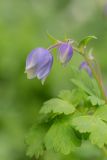 Aquilegia glandulosa