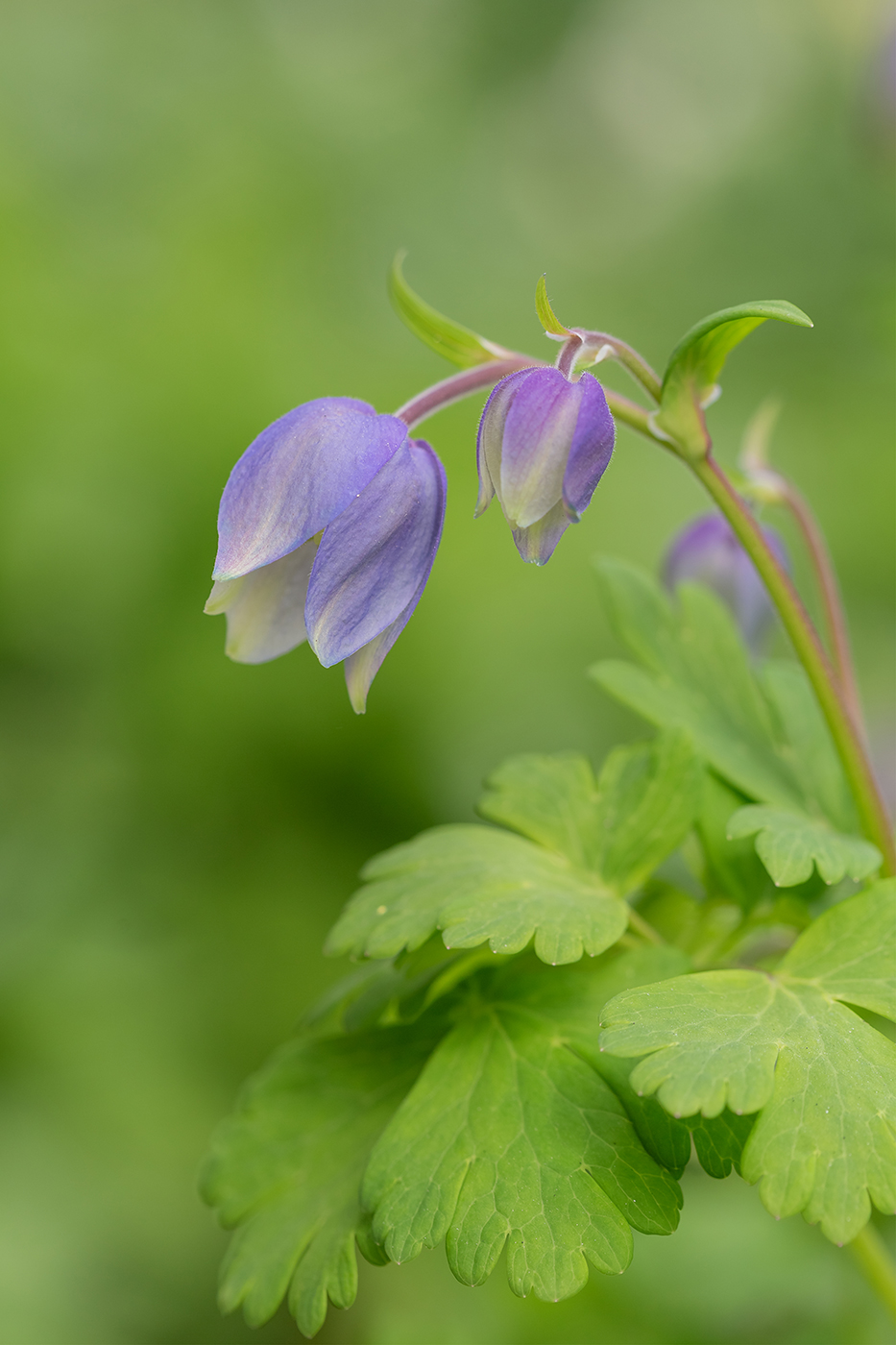 Image of Aquilegia glandulosa specimen.