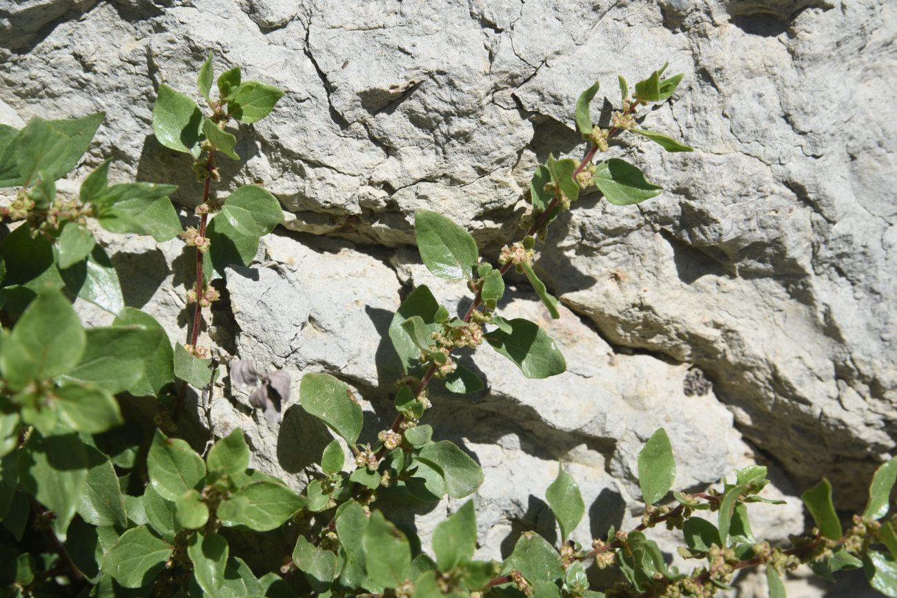Image of genus Parietaria specimen.