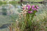 genus Pedicularis