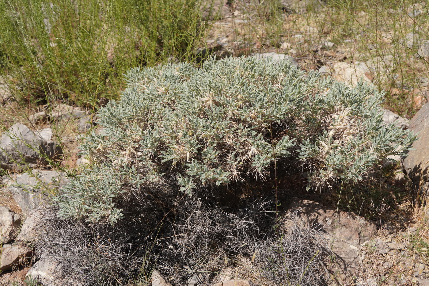 Изображение особи Astragalus lasiosemius.