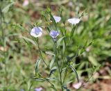 Linum austriacum