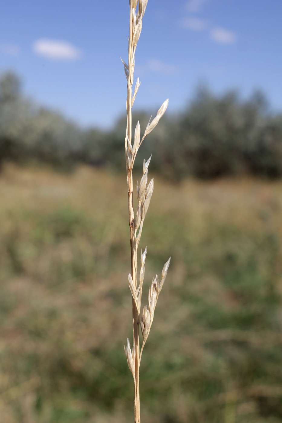 Image of Festuca arundinacea specimen.