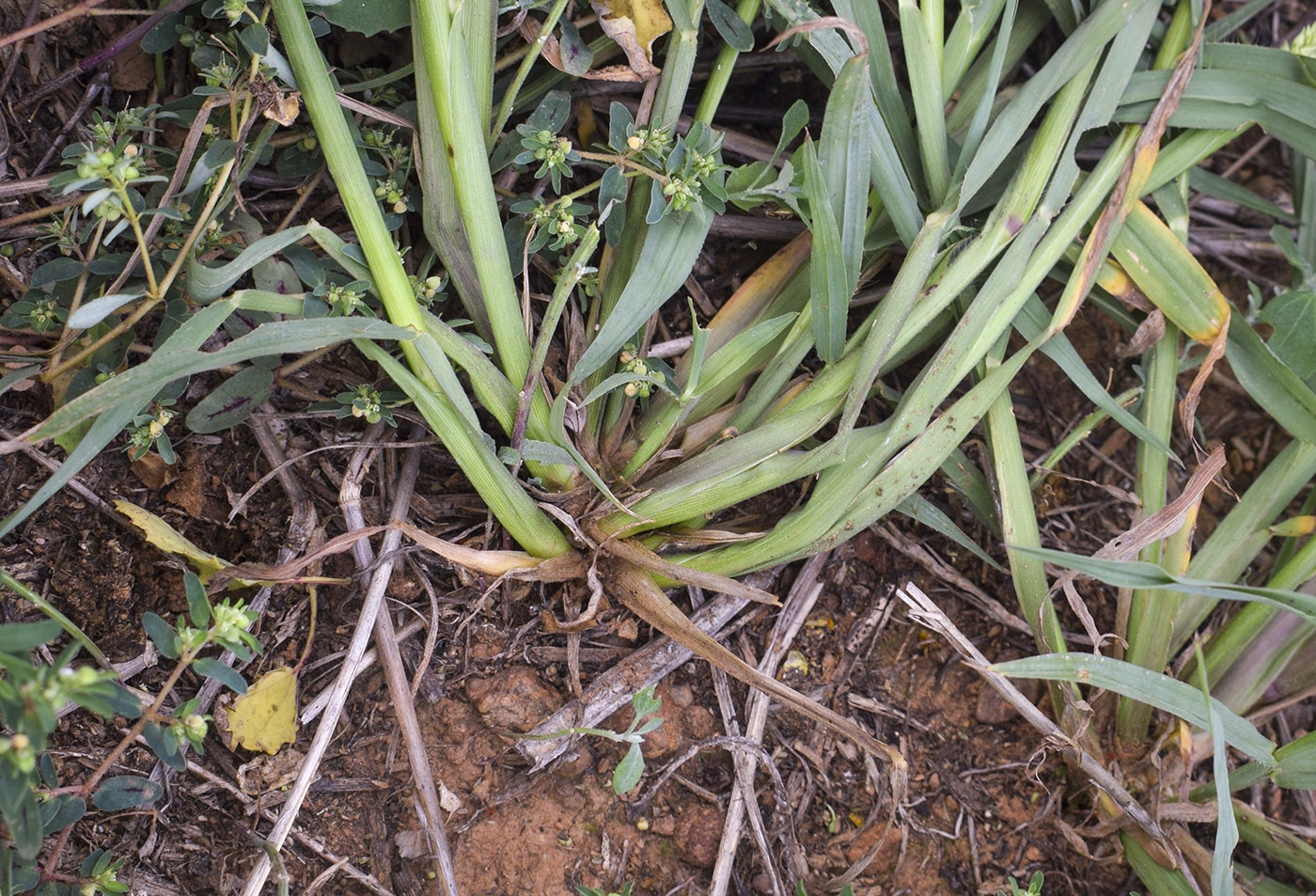 Image of genus Echinochloa specimen.