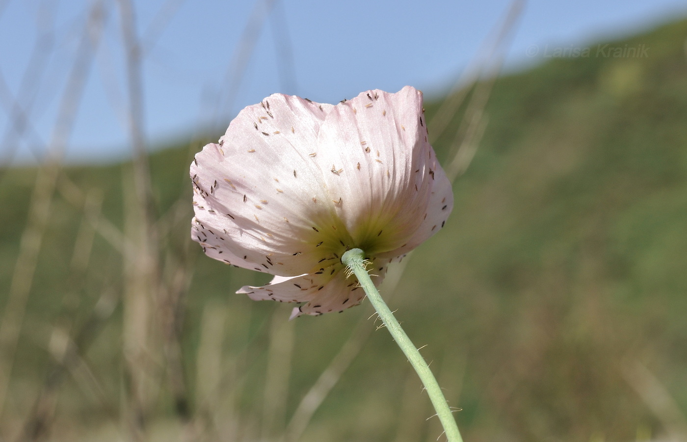 Изображение особи Papaver sokolovskajae.
