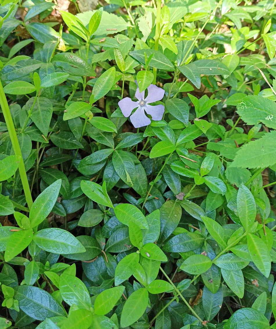 Image of genus Vinca specimen.