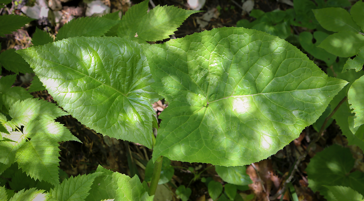 Изображение особи Cicerbita petiolata.