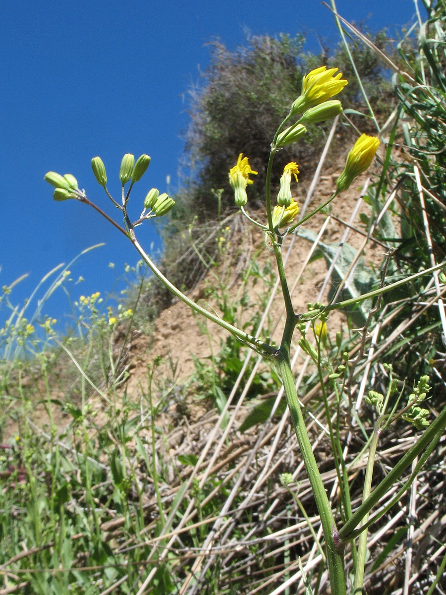 Image of Crepis pulchra ssp. turkestanica specimen.