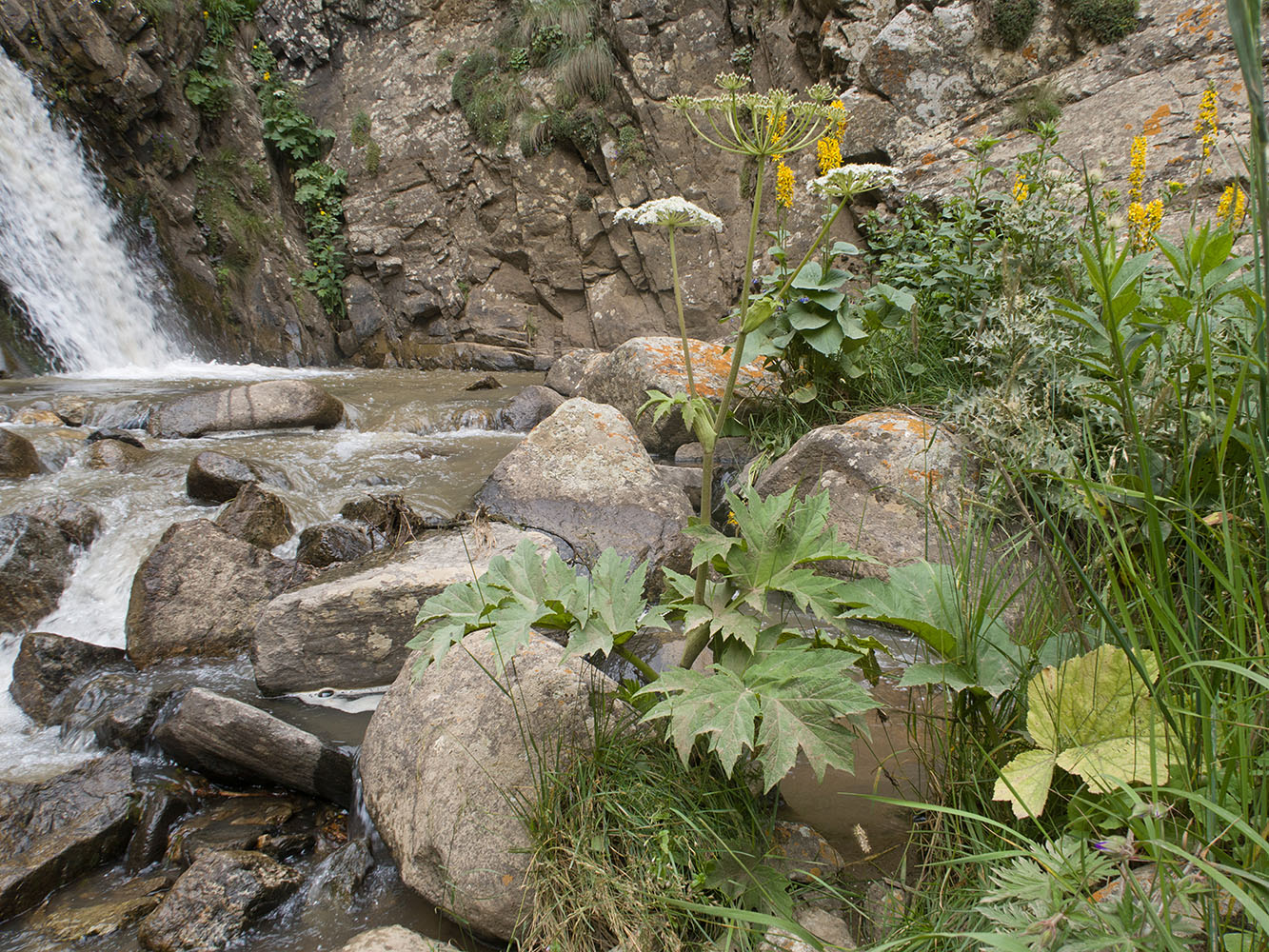 Image of Heracleum asperum specimen.