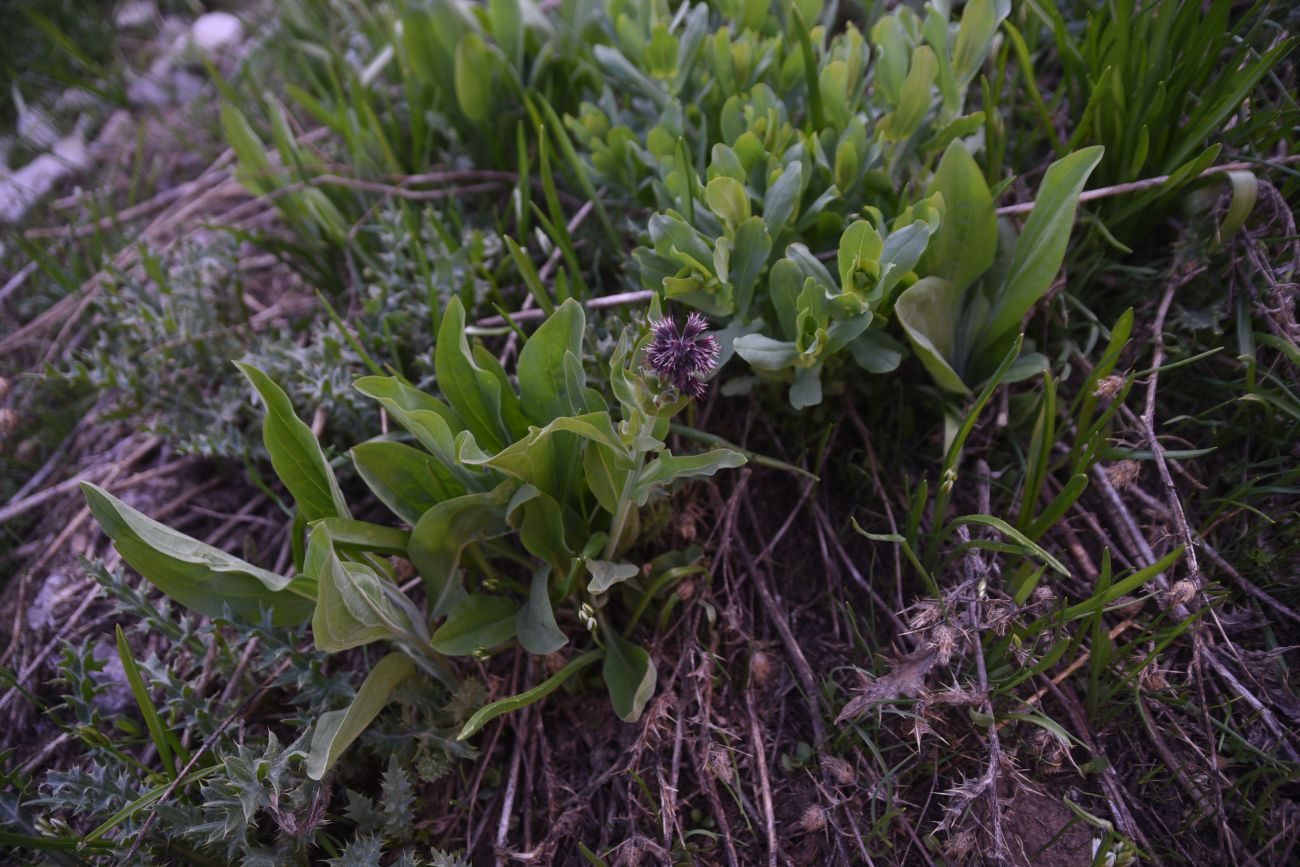 Image of Solenanthus stamineus specimen.