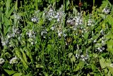 Veronica gentianoides
