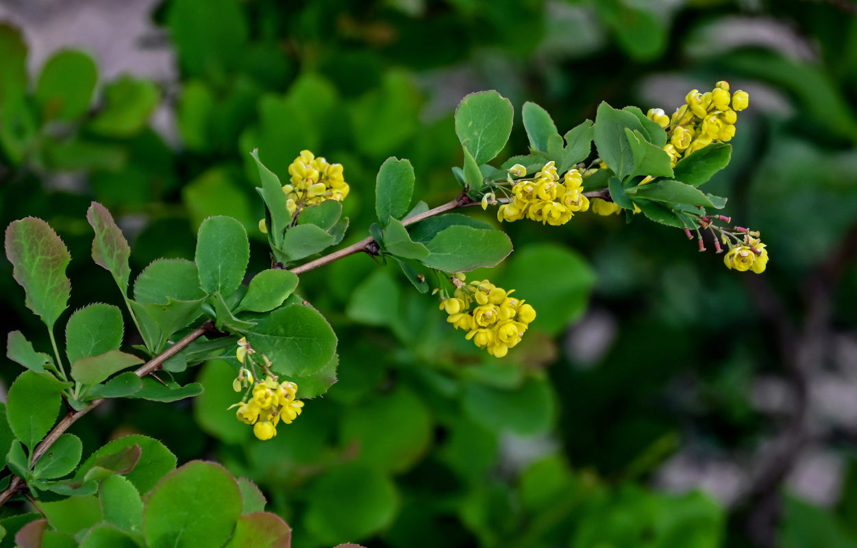 Изображение особи Berberis anhweiensis.
