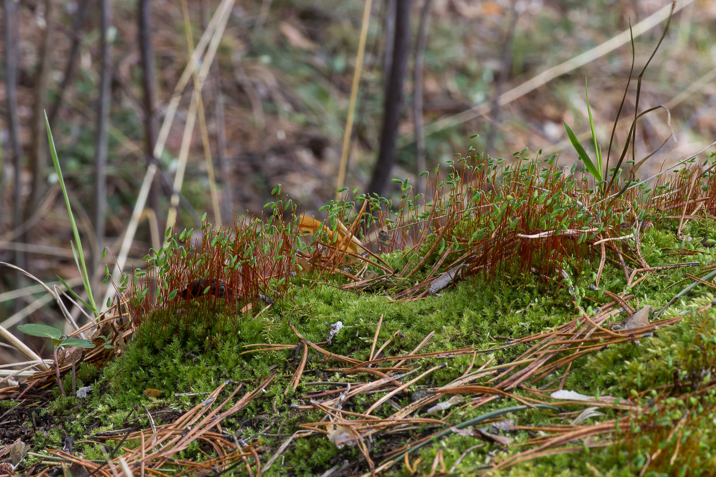 Image of Pohlia nutans specimen.