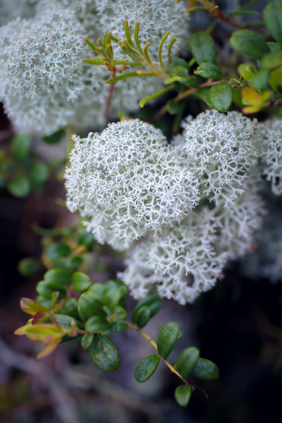 Изображение особи Cladonia stellaris.