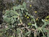 Opuntia ficus-indica. Вегетирующее растение. Турция, г. Анталья, на скалах морского побережья. 29 декабря 2025 г.
