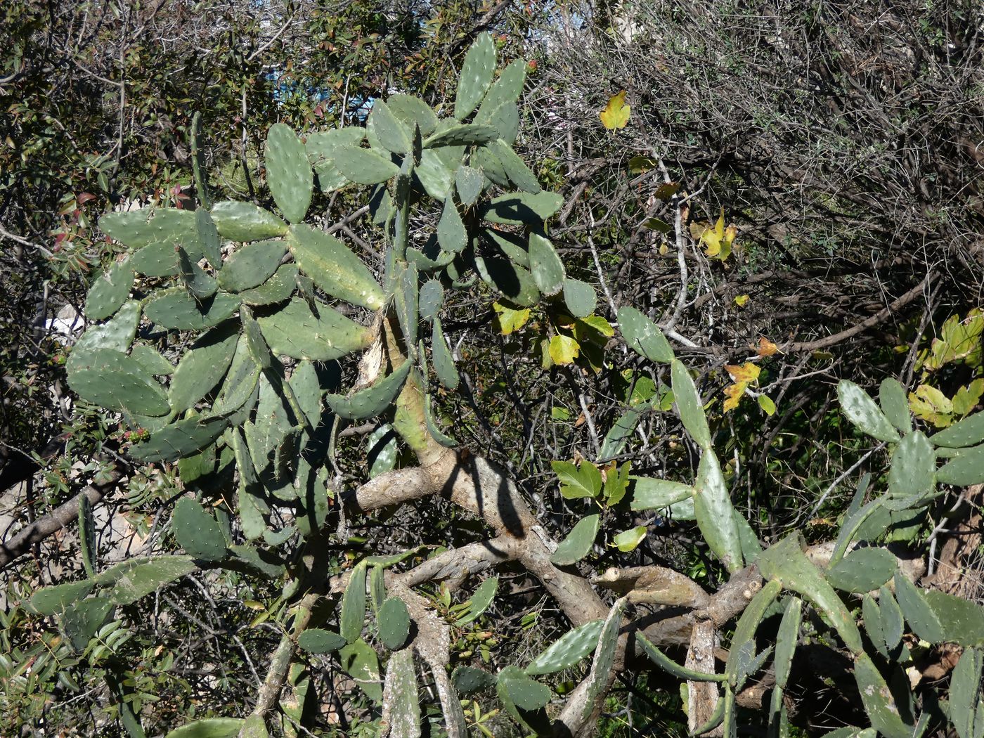 Изображение особи Opuntia ficus-indica.
