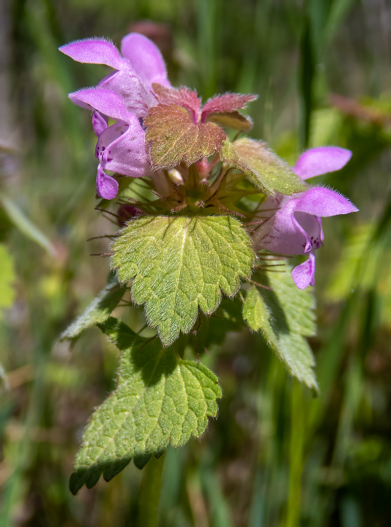Изображение особи Lamium purpureum.