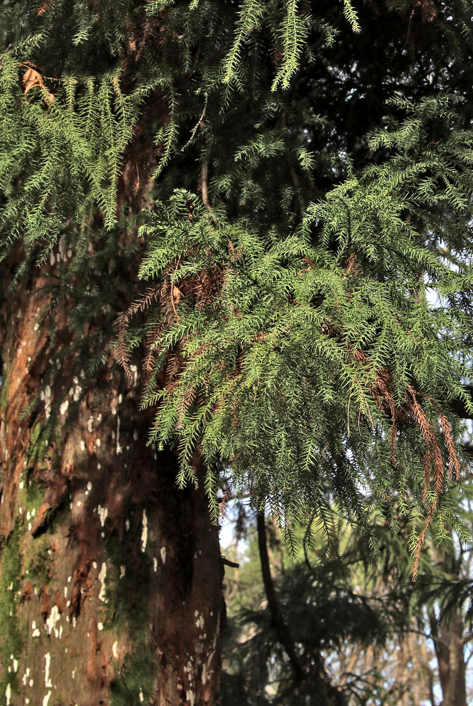 Изображение особи Cryptomeria japonica.